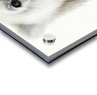 Polar Bear Up Close Acrylic print