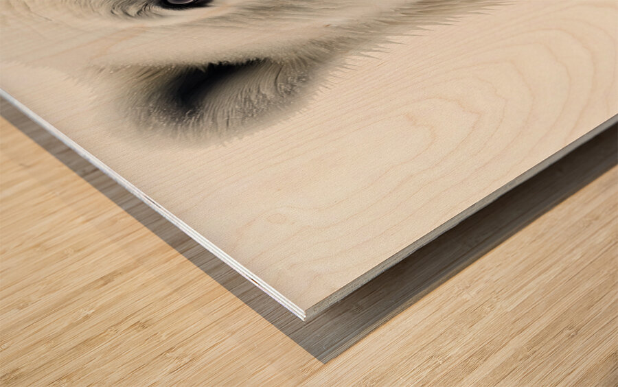 Polar Bear Up Close Wood print